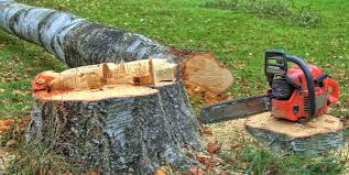 Best Leaf Removal  in Lubeck, WV