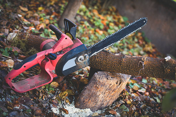 Best Lawn Pest Prevention  in Lubeck, WV